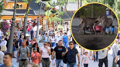 Łanie utknęły na środku ronda w Zakopanem. "Nikt się nie zatrzymał" [WIDEO]