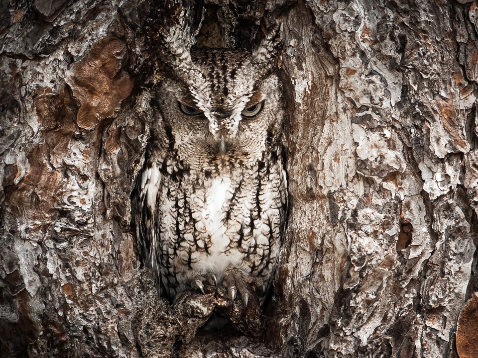 Portrait of an Eastern Screech Owl (pol. Portret syczonia krzykliwego) - Graham McGeorge/National Geographic Traveler Photo Contest 