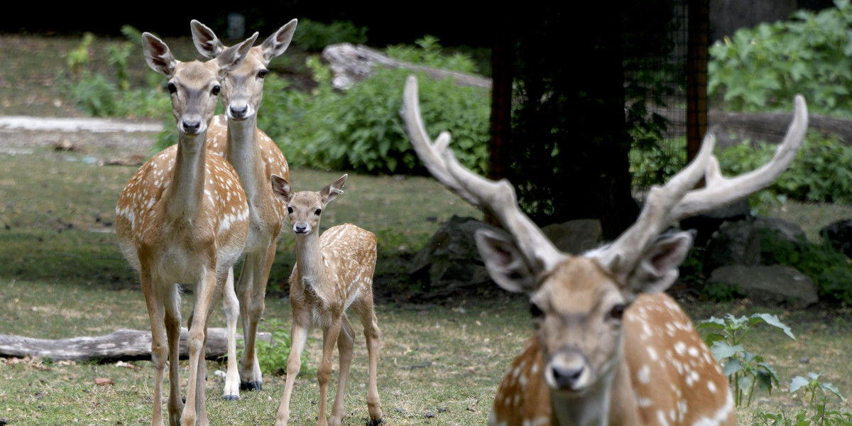 Potrzebne wsparcie dla zoo