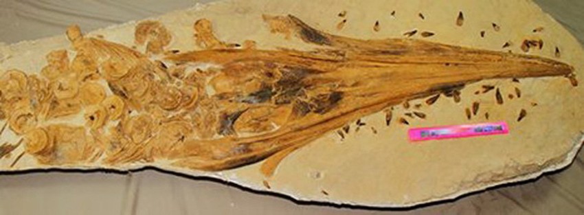 Kosti ihtiosaurusa sada se čuvaju u muzeju