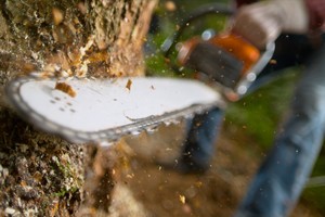 Drzewa idą „pod topór”. Wycinka lasów na terenach cennych przyrodniczo budzi kontrowersje