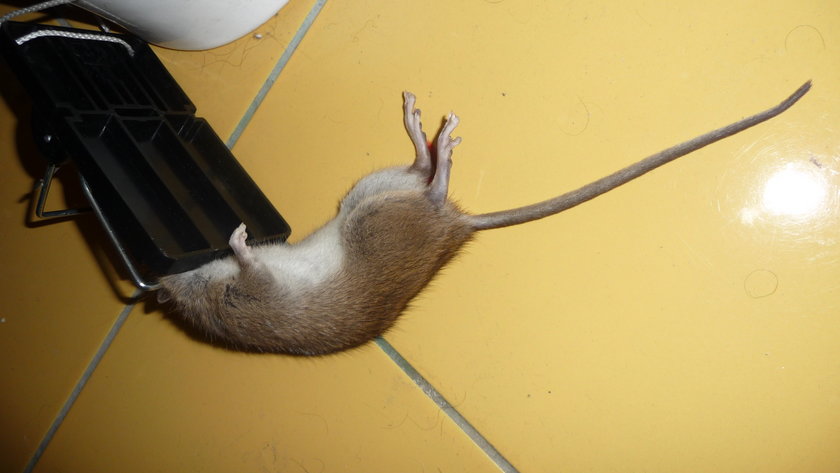 Szczur w Częstochowie
