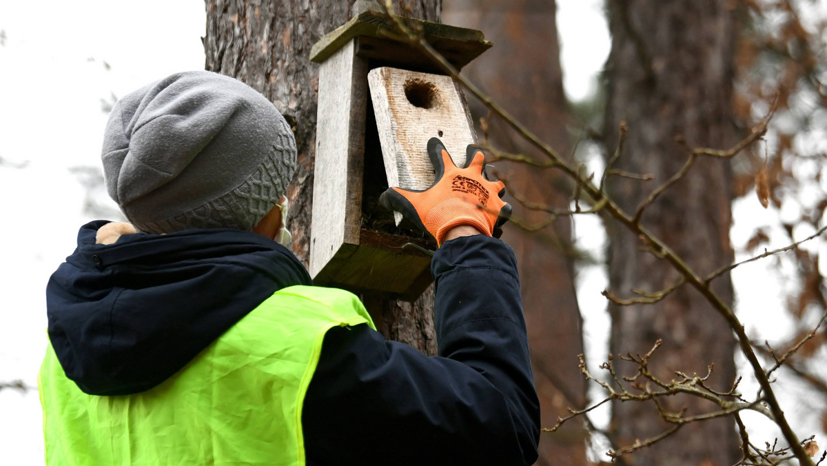 Leśnicy na Podkarpaciu przygotowują budki dla ptaków
