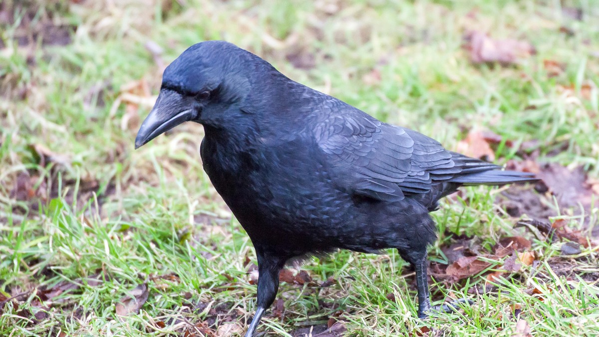 carrion crow