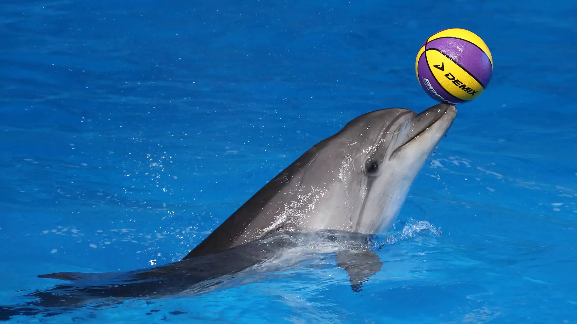 TripAdvisor nie sprzeda biletów na morskie atrakcje. "Delfiny powinny być wolne"