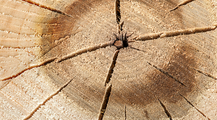 A fa korát az évgyűrűk alapján lehet kiszámolni / Képünk Illusztráció - Northfoto