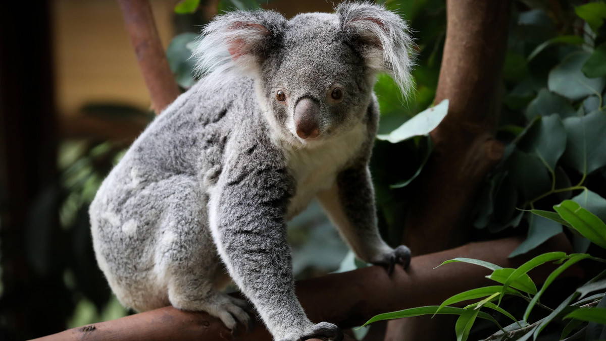 Liczba koali w Australii spadła tak mocno, że gatunek "wymarł funkcjonalnie". Jest mało prawdopodobne, że wyprodukuje nowe pokolenie - ostrzegają działacze Australijskiej Fundacji Koala.