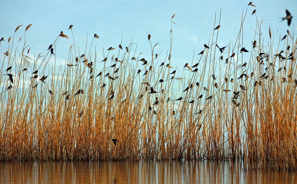 Jezioro Dojran