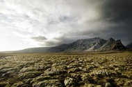 moss covered lava stone