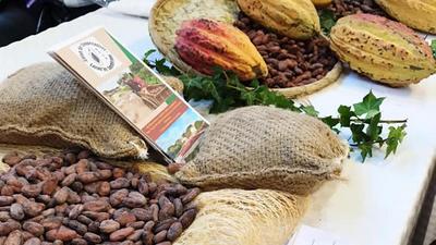 Disparité des prix du cacao : Pourquoi la Côte d'Ivoire est-elle affectée ?