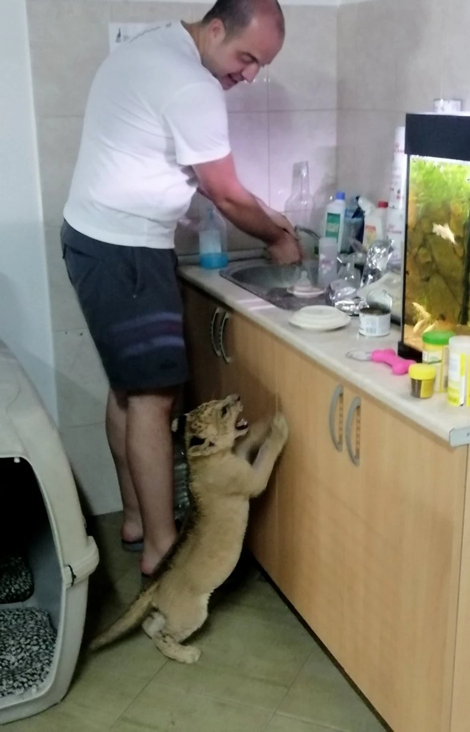 Star je oko tri meseca i još uvek može da se mazi i hrani iz ruke