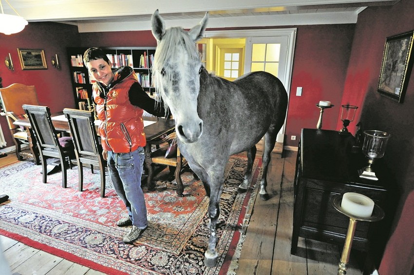 Vlasnici ga sklonili od oluje i od tada ne želi u štalu