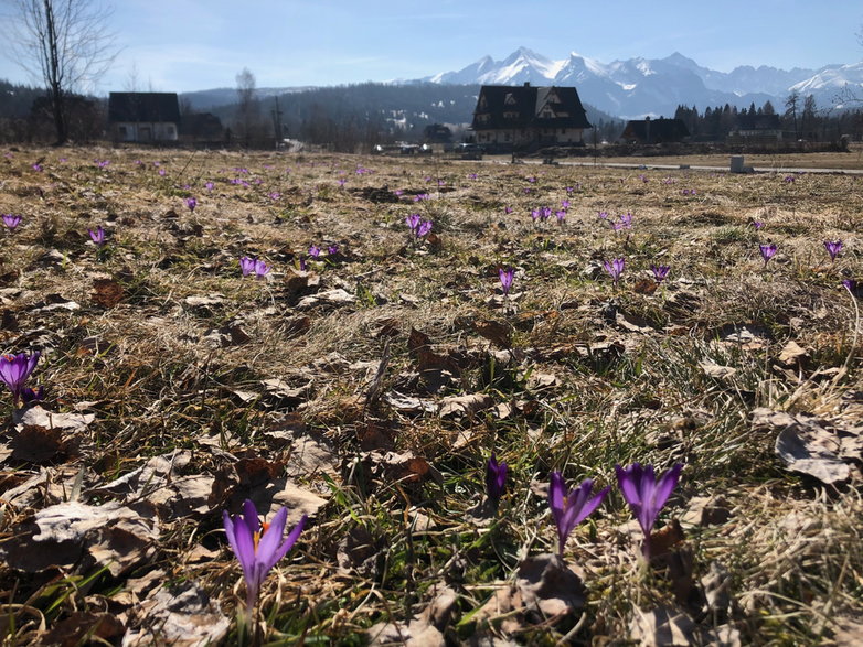 Krokusy kwitną już pod Tatrami
