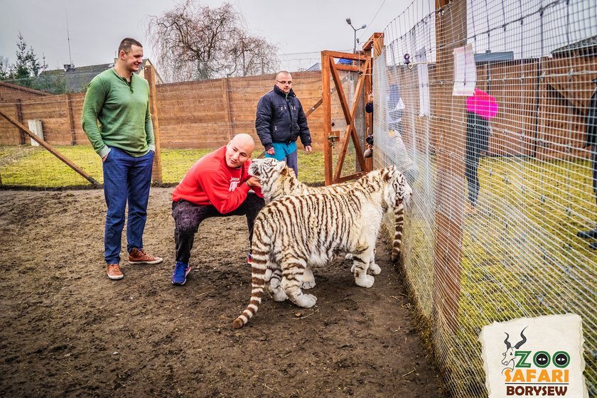 Artur Szpilka i Andrzej Wawrzyk bawili się z tygrysami