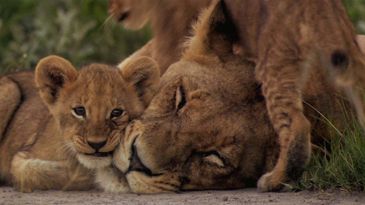 Zwierzęta są jak ludzie. A przynajmniej tak lubimy myśleć, czasem wkładając za wiele fantazji w podobieństwo. To przypadek "The Last Lions", które obejrzałem w Angelica Film Center na Houston Street. Oddzielając drżenie kina z powodu przejeżdżających pod podłogą pociągów nowojorskiego metra od drżenia ziemi pod kopytami stada bawołów na równinie afrykańskiej — oglądałem w lwicy kobietę niezłomną.