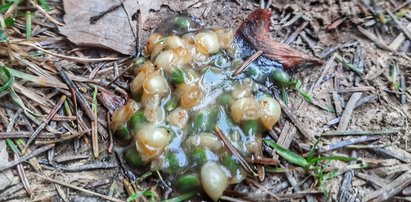 Wygląda ohydnie i może być groźne! "Lepiej, że to trafiło na ziemię"