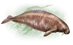 Krowy morskie kształtowały nasz ekosystem. "Zostały wytępione w zaledwie trzy dekady"