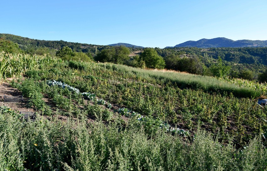 Pronađena marihuana u Vranju 