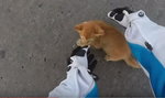 Motocyklistka ratuje kociaka przed rozjechaniem na ulicy