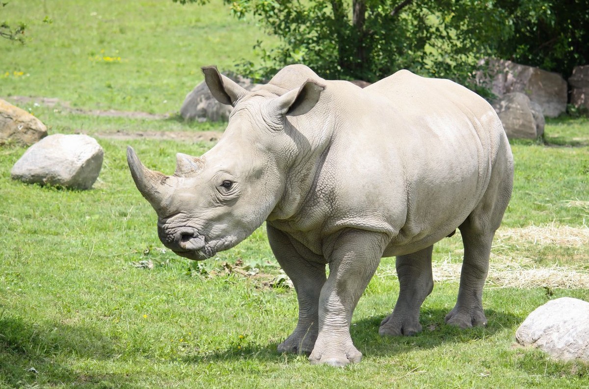Biały nosorożec w zoo