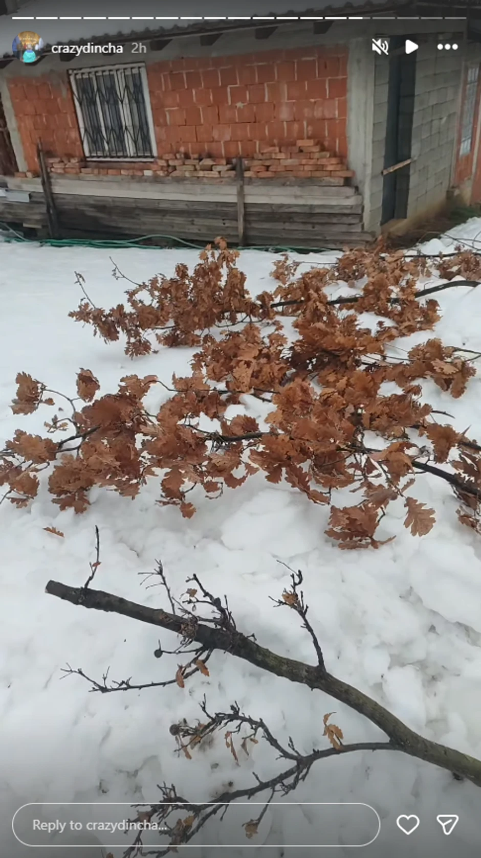 Dinča otišao u Badnjake