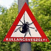 kullancsveszely-d00001688fa3ebe2a1cda
