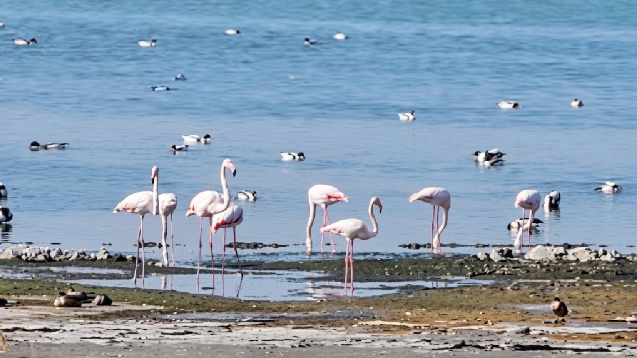 Păsări flamingo pe Lacul Techirghiol și Lacul Sinoe. Specialiștii cred că ar putea rămâne în România: „Este doar o chestiune de timp”