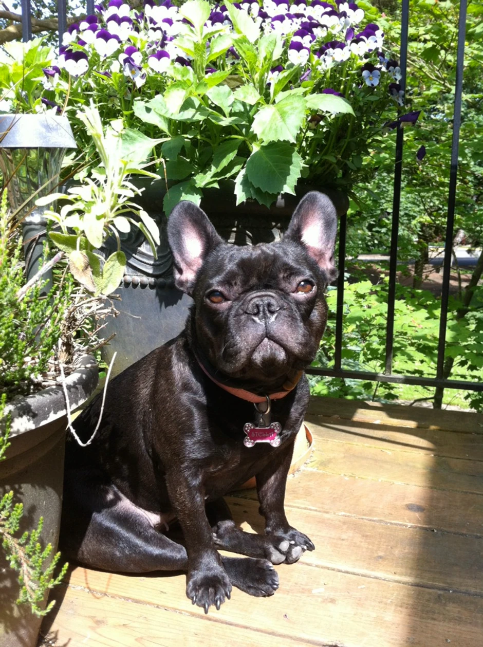 "Francuzi" idealne dadilje