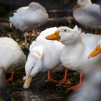 Nébih: két újabb vármegyében jelent meg a madárinfluenza