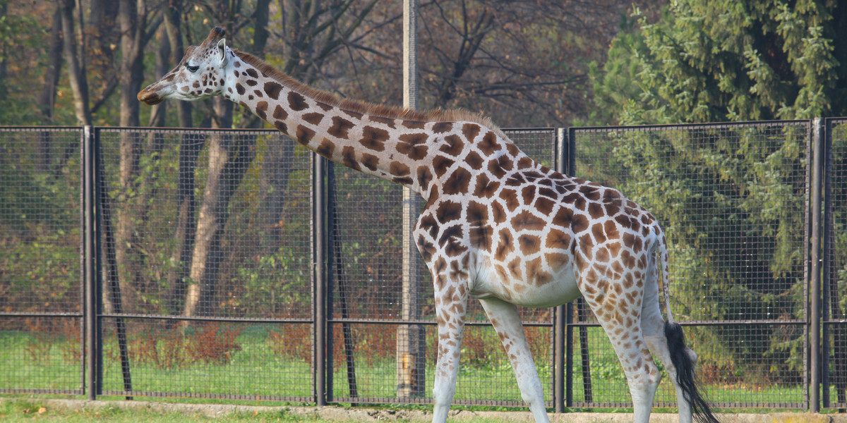 W zoo pojawi się niedługo nowy mieszkaniec. Żyrafa jest w ciąży 