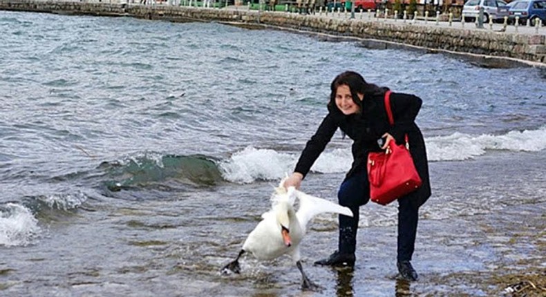 The unidentified female tourist and the swan