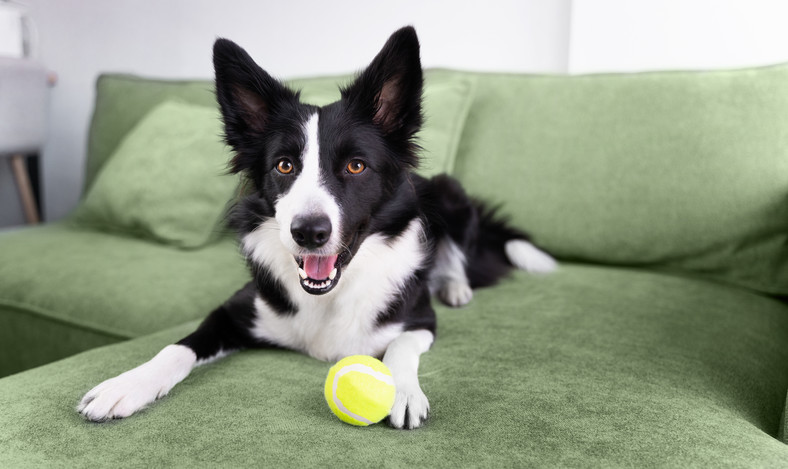 Border collie