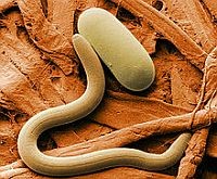 belfereg-nematoda-d00001024351b0bfce388