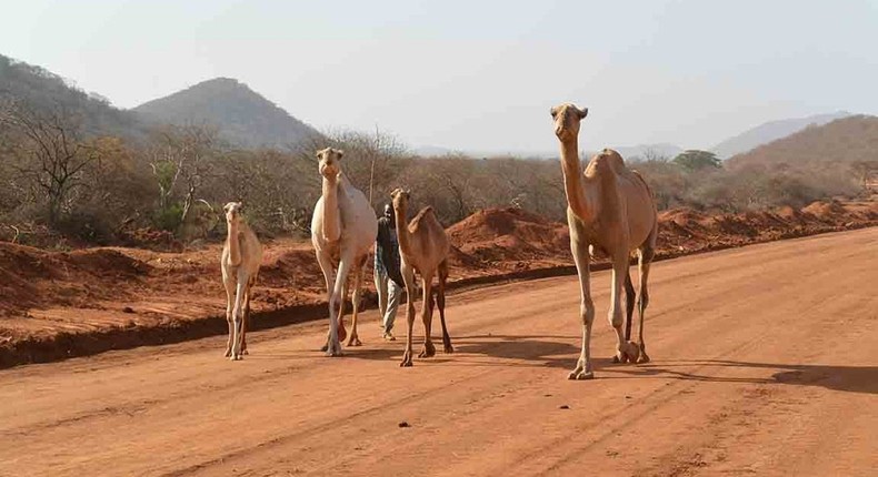 ___7095047___https:______static.pulse.com.gh___webservice___escenic___binary___7095047___2017___8___4___11___camels+in+Moyale