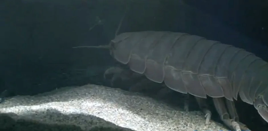 Mužjak džinovskog izopoda po imenu Br. 1