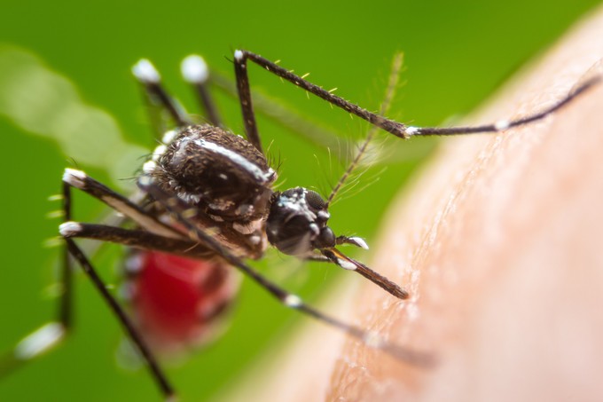 Vérzéses láz, Dengue-láz: tünetei, terjedése, kezelése és megelőzése