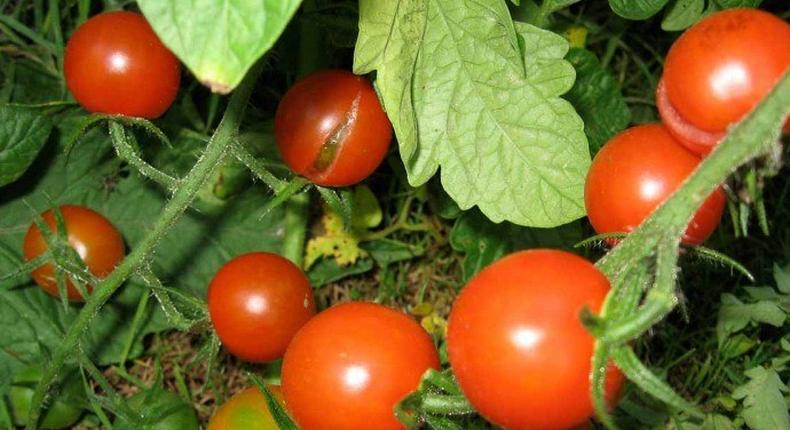 Institute develops vaccine for Tomato pest