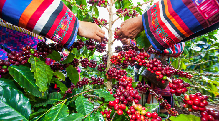 Az arab kávé (Coffea arabica) a kávé (Coffea) nemzetség haszonnövényként termesztett két faja közül az ismertebb. A csonthéjas termések héja éretlenül zöld, éretten cseresznye- vagy kárminpiros, néha sárga. A bogyószerű termést kávécseresznyének is hívják. Itt éppen a lahu törzshöz tartozó asszonyok hagyományos ruházatban szüretelik a termést Thaiföldön / Fotó: Getty Images