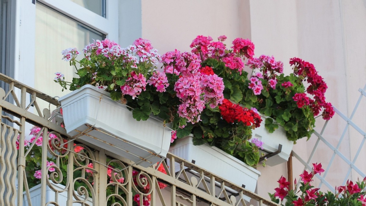 Choć balkon to przestrzeń prywatna, nie można na nim robić wszystkiego, co nam się podoba. Wiele osób o tym nie wie, ale ograniczenia mogą dotyczyć m.in. opalania się. W jakich sytuacjach grozi nam za to mandat?