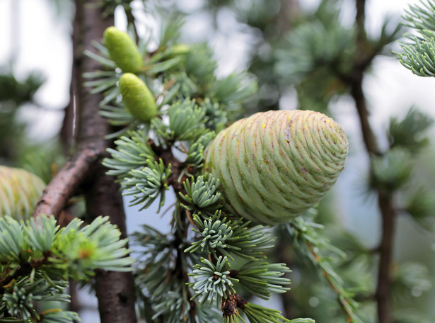 Cedrus, czyli syberyjski olejek na zdrowie