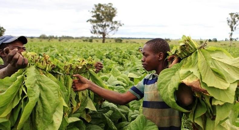 Farm workers harvest tobacco leaves at a farm ahead of the tobacco selling season in Harare March 3, 2015. 