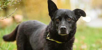 Ślepy staruszek dokonał czegoś niezwykłego. Piszą o nim nawet zagraniczne media