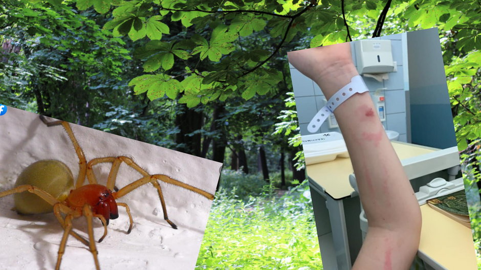 Niebezpieczny gatunek jadowitego pająka w Polsce. Jak go rozpoznać?  (fot. Facebook/chrzastawa)