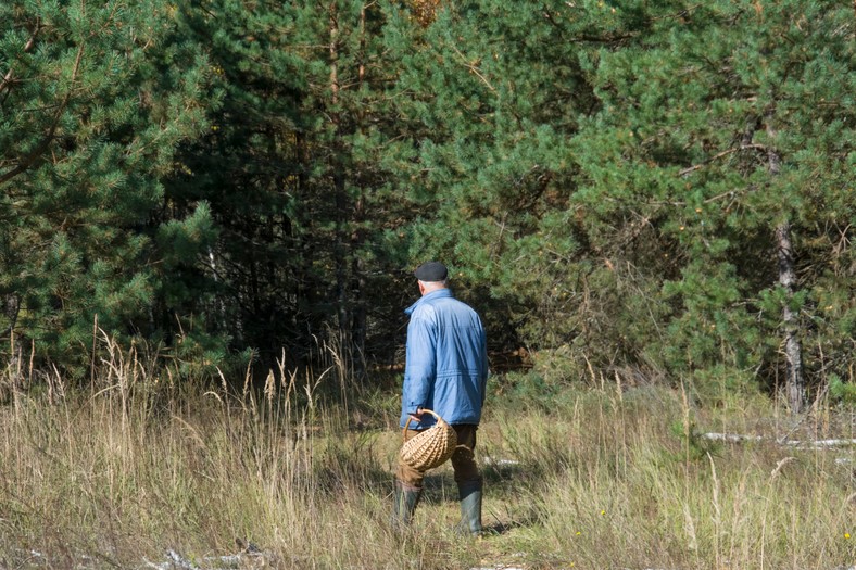 Najbliższe tygodnie przyniosą wysyp grzybów