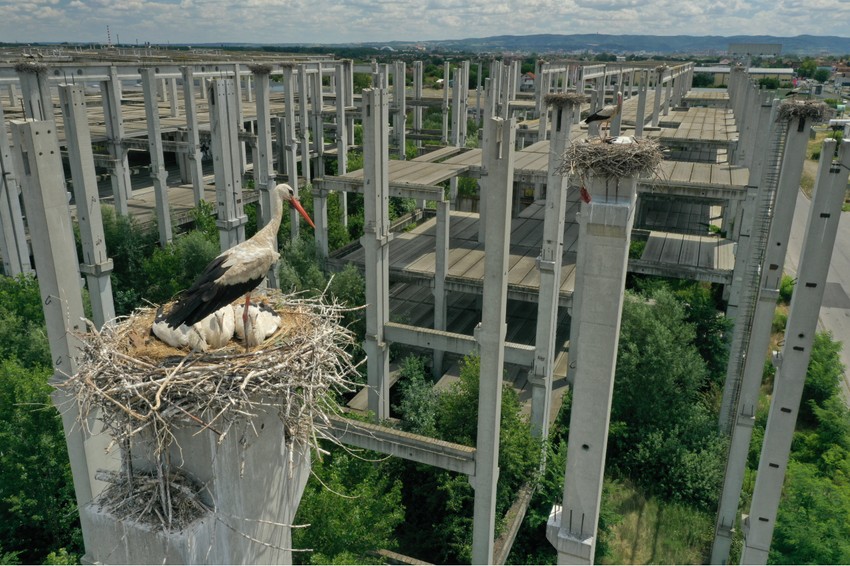 Bele rode u Novom Sadu