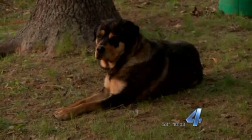 Rottweilery chciały zagryźć głuchego 11-latka. Uratowała go siostra 