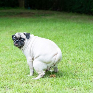 Miért néznek ránk a kutyák, amikor végzik a dolgukat? A válasz meglepő lehet!