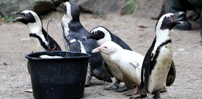 Kokosanka ma roczek! Urodziny niezwykłego pingwina w zoo w Gdańsku