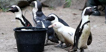 Kokosanka ma roczek! Urodziny niezwykłego pingwina w zoo w Gdańsku