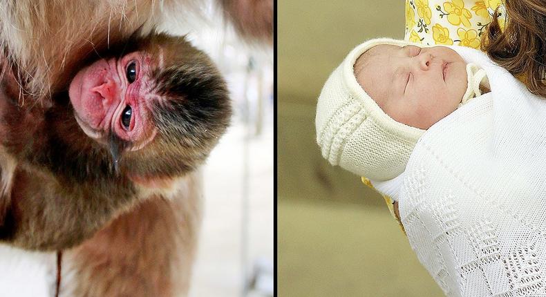 Princess Charlotte and baby monkey Charlotte/Landov